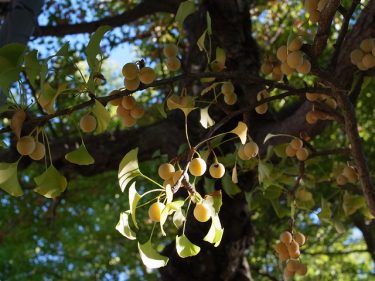 秋を感じる朝の散歩