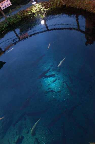 富士浅間～忍野八海③