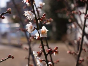 春さがし
