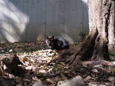 公園、梅、ときどき猫