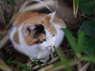 公園と猫