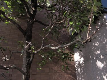春近し!?