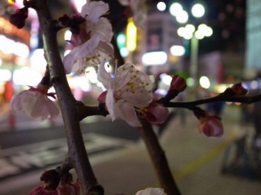 街明かりと梅