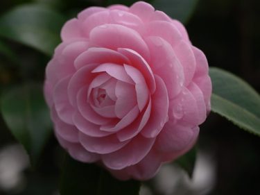 春の息吹