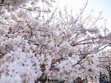 市内めぐり