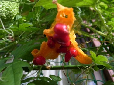 ゴーヤが・・・。