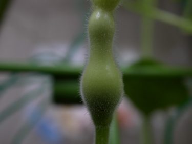 ひょうたんの実