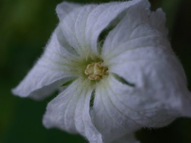 ひょうたんの花