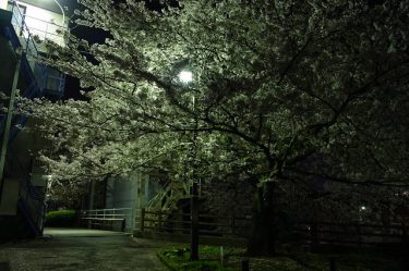 夜桜