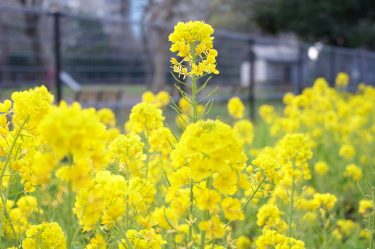 穏やかな春の日