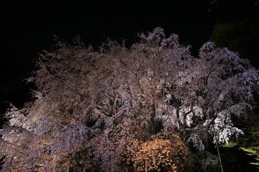 六義園のしだれ桜