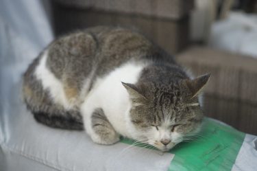 やわらかい写真