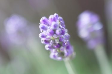 風に揺られて