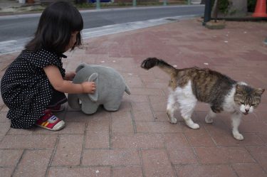 ぞうとねこ