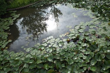 ザリガニ釣り