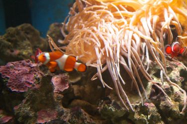 しながわ水族館